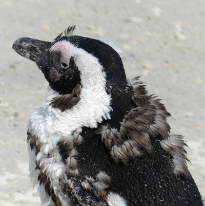moulting penguin profile